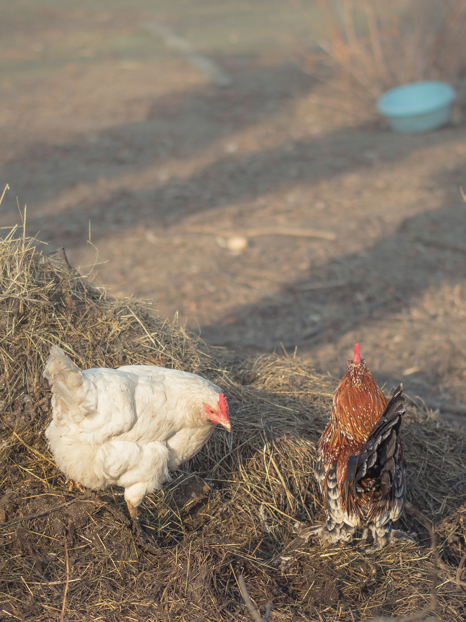 Panasonic Lumix G 42.5mm F1.7 ASPH Power OIS sample photo. Cocks photography
