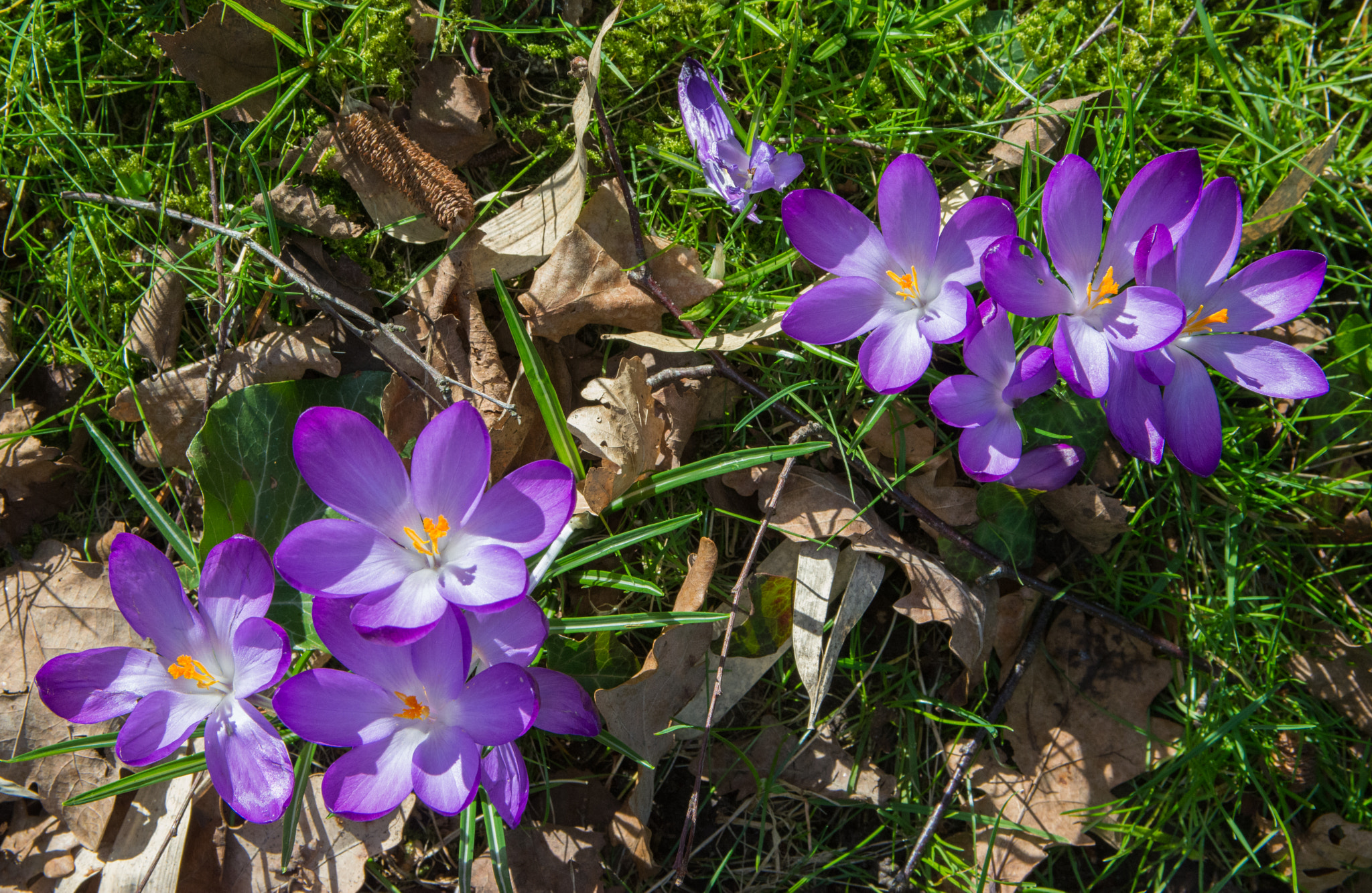 Sigma 17-50mm F2.8 EX DC OS HSM sample photo. Crocus. photography