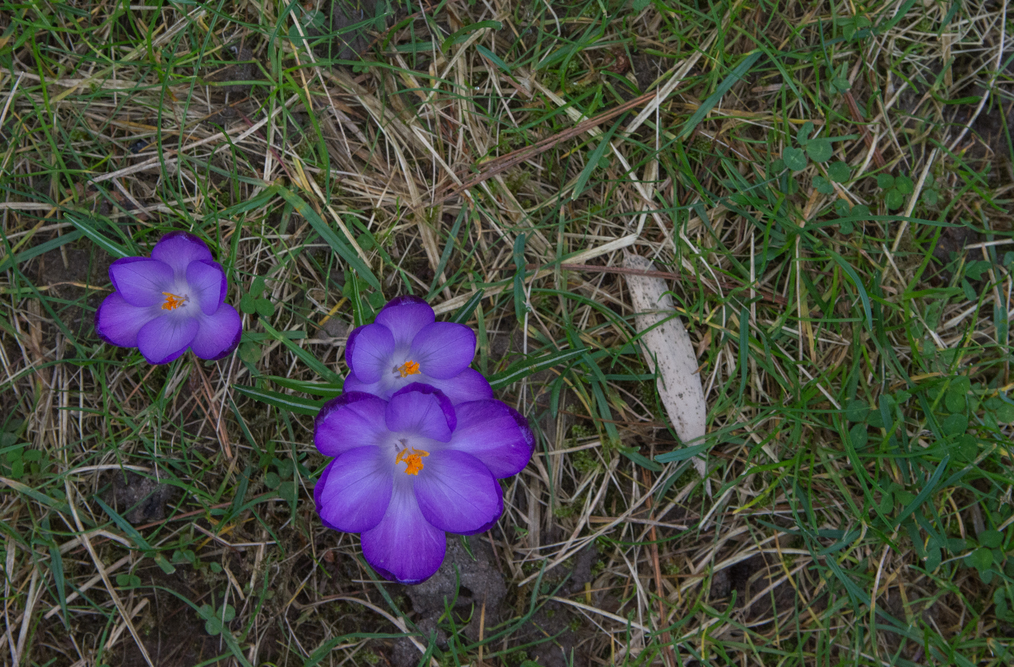 Sigma 17-50mm F2.8 EX DC OS HSM sample photo. Crocus. photography