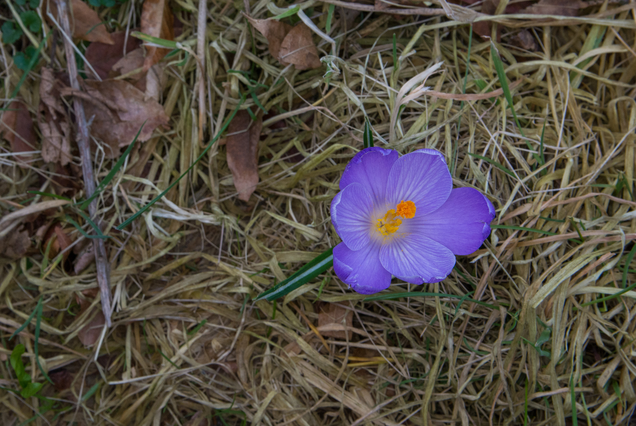 Sigma 17-50mm F2.8 EX DC OS HSM sample photo. Crocus. photography