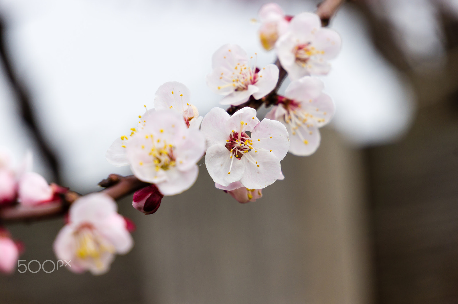 Sony Alpha NEX-3 sample photo. Spring is coming photography
