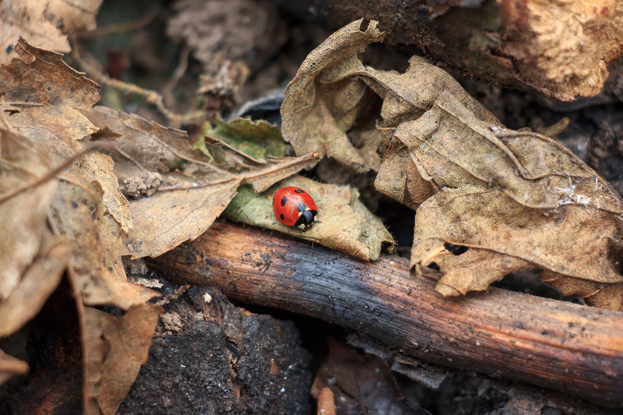 Canon EOS 550D (EOS Rebel T2i / EOS Kiss X4) + Canon EF-S 18-135mm F3.5-5.6 IS STM sample photo. The ladybird woke up photography