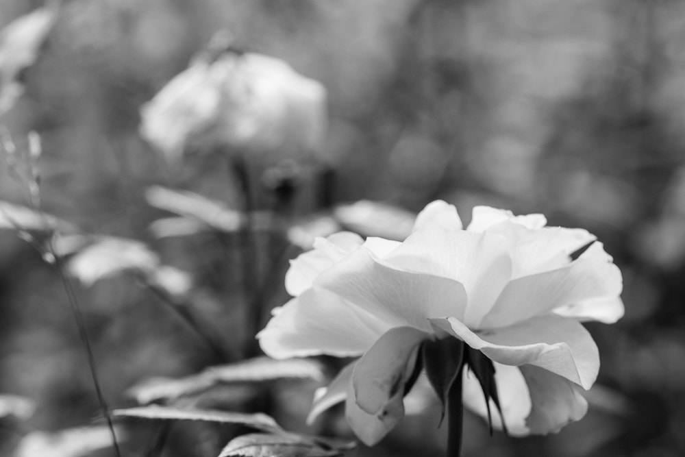 Sigma 105mm F2.8 EX DG Macro sample photo. White rose in bw photography