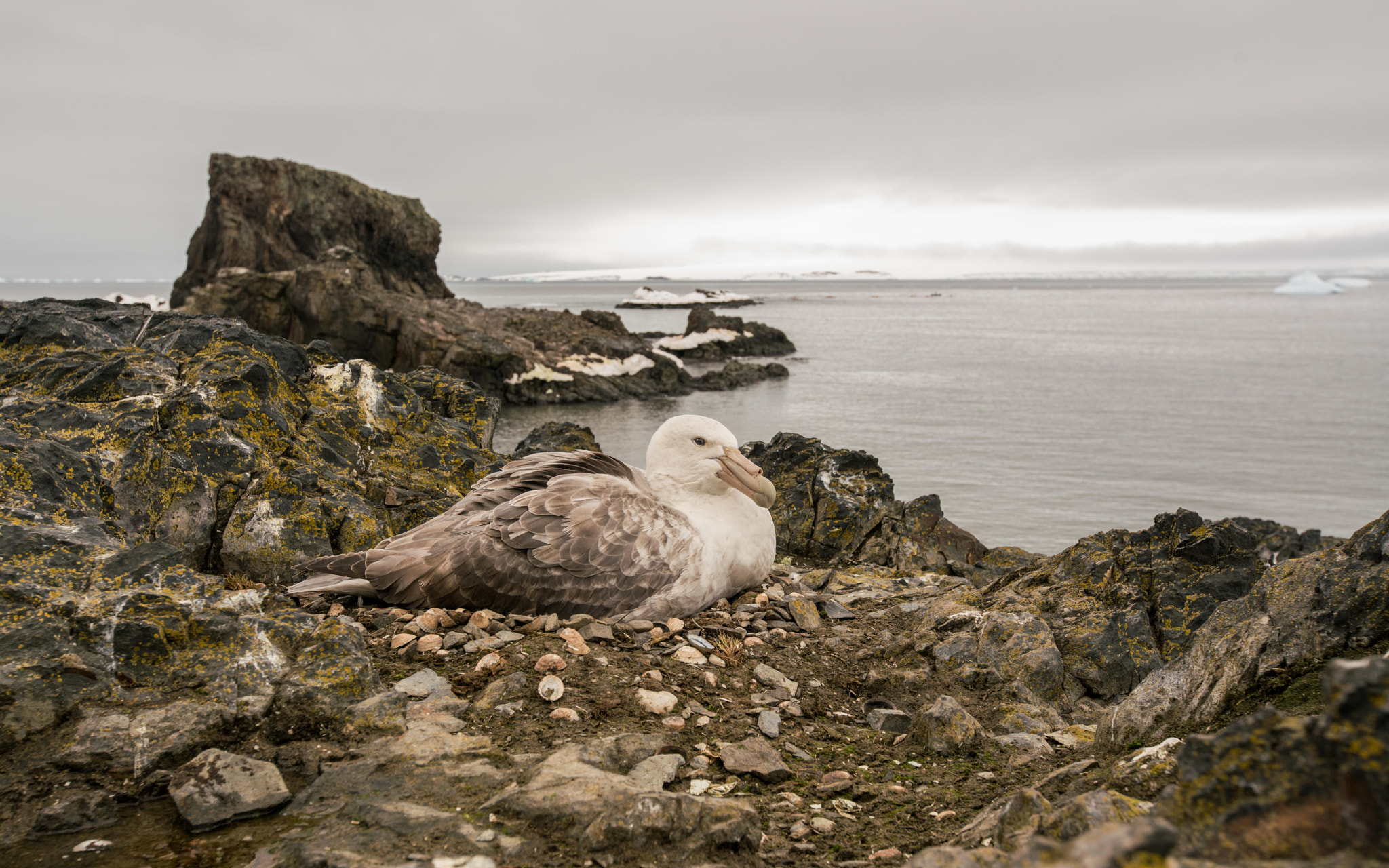 Sony a7R II + Canon EF 16-35mm F2.8L II USM sample photo. Southern giant petrel photography