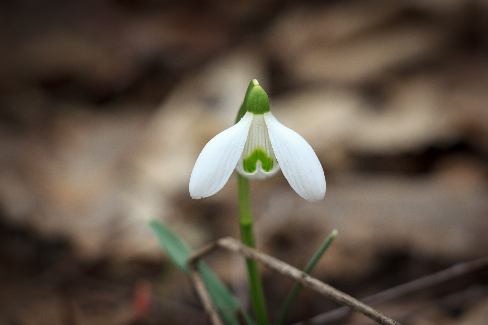 Canon EOS 550D (EOS Rebel T2i / EOS Kiss X4) sample photo. Lonely snowdrop photography