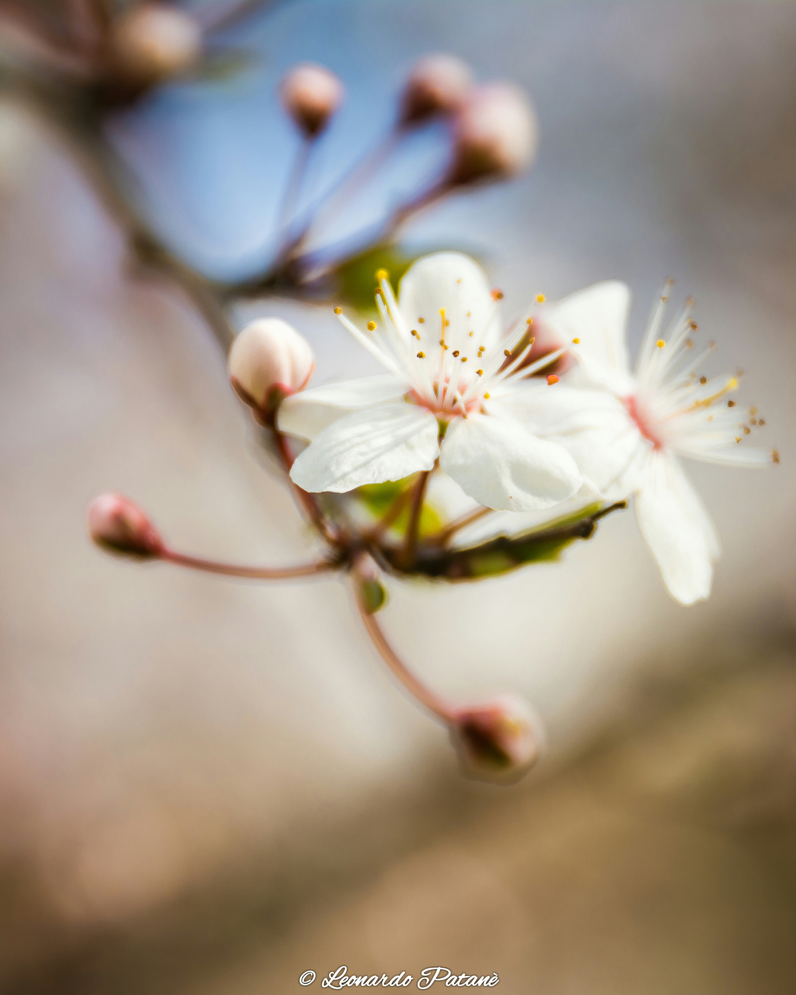 Nikon D7100 + Sigma 24-105mm F4 DG OS HSM Art sample photo. Macro nature photography