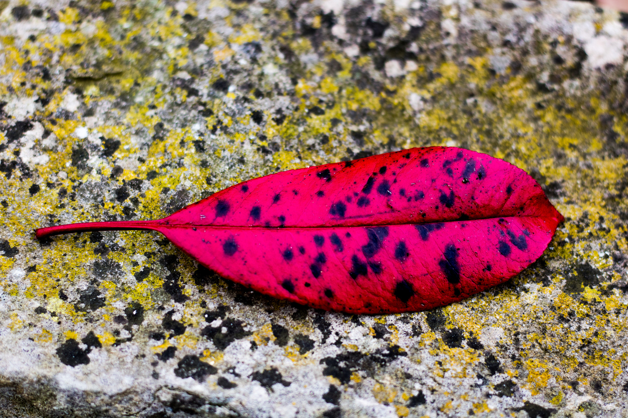 Canon EOS 760D (EOS Rebel T6s / EOS 8000D) + Canon EF 50mm F1.8 STM sample photo. Old leaf on the stone photography