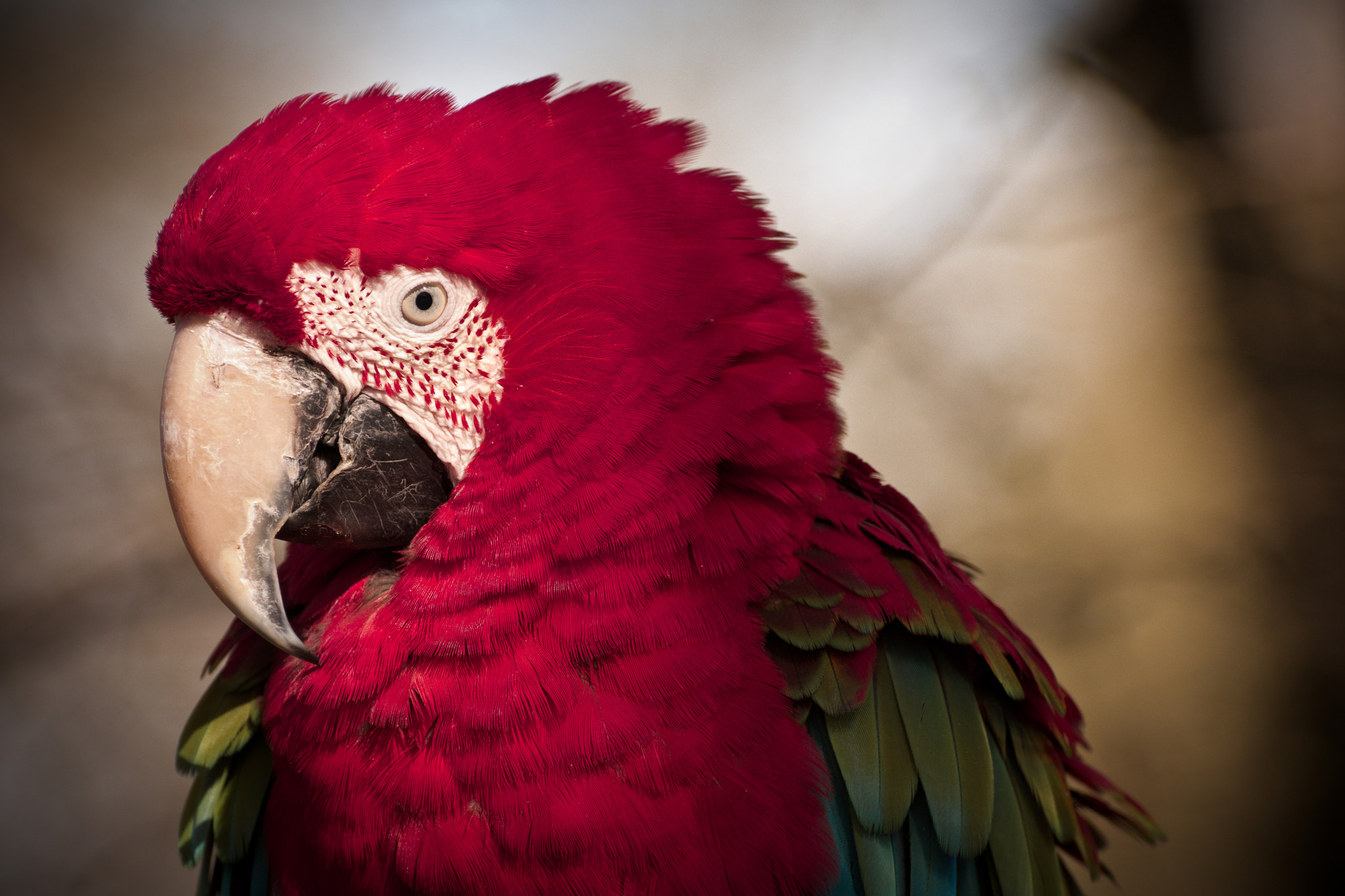 Nikon D7200 sample photo. Portrait of a parrot photography