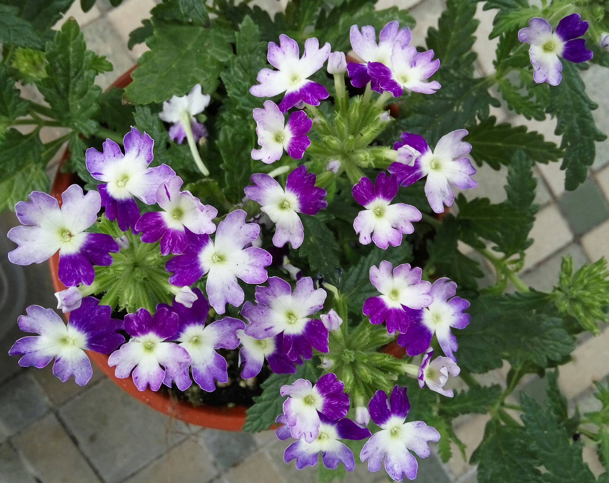Xiaomi HM Note 2 sample photo. Triangle of verbena photography