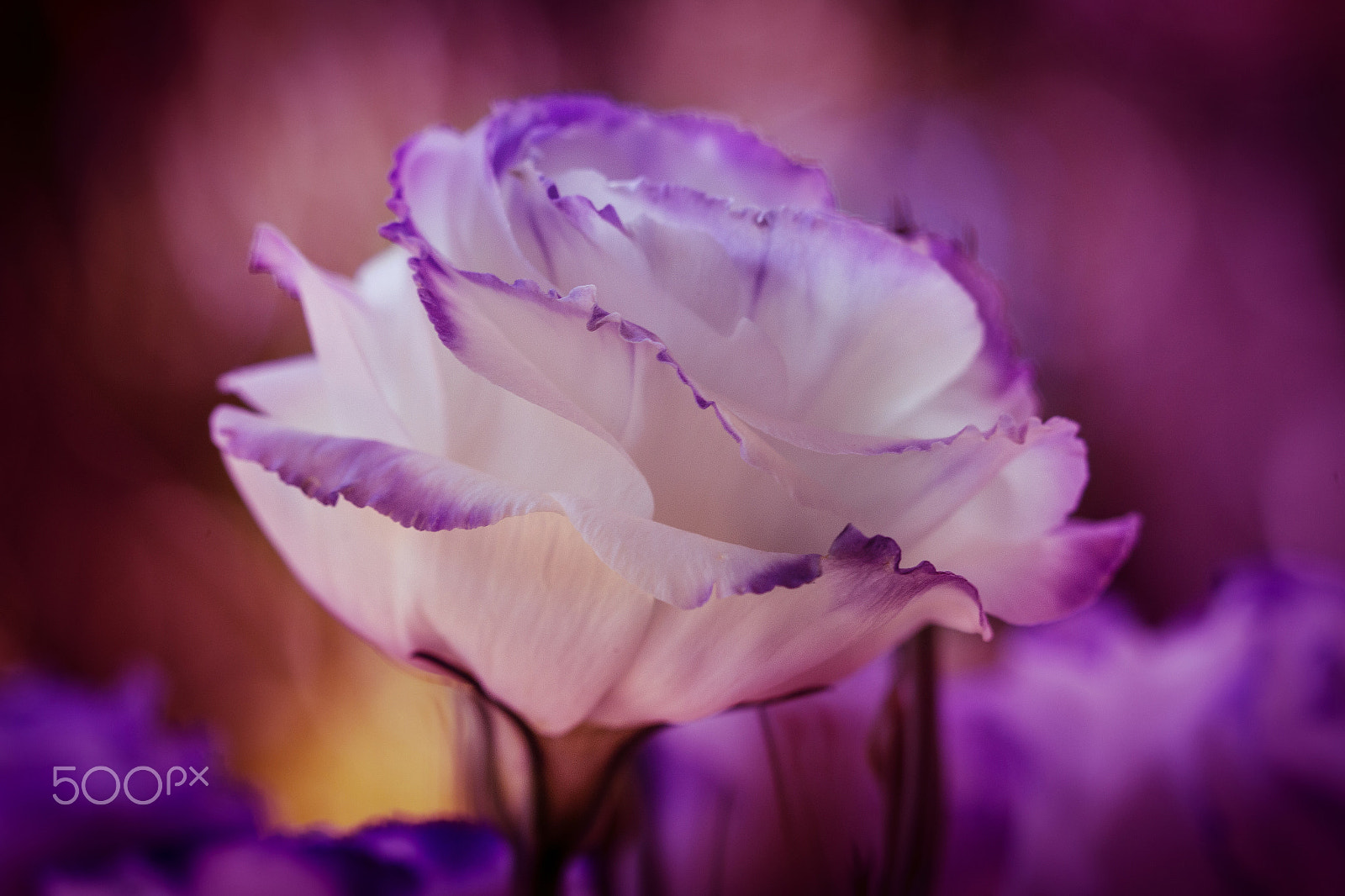 Canon EF 100mm F2.8 Macro USM sample photo. Rose photography