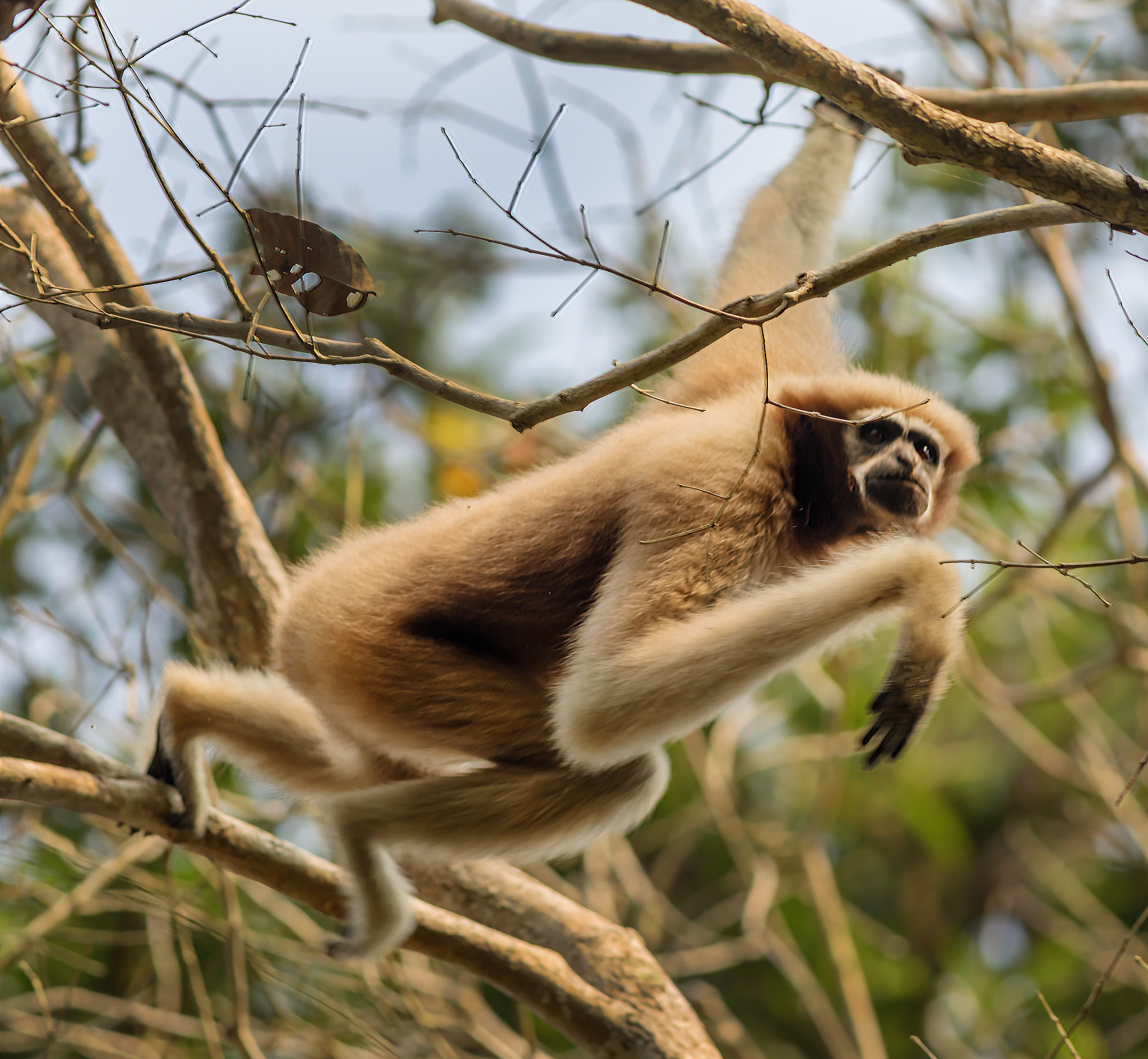 Canon EF 400mm F5.6L USM sample photo. The eastern hoollock gibbon, female. photography