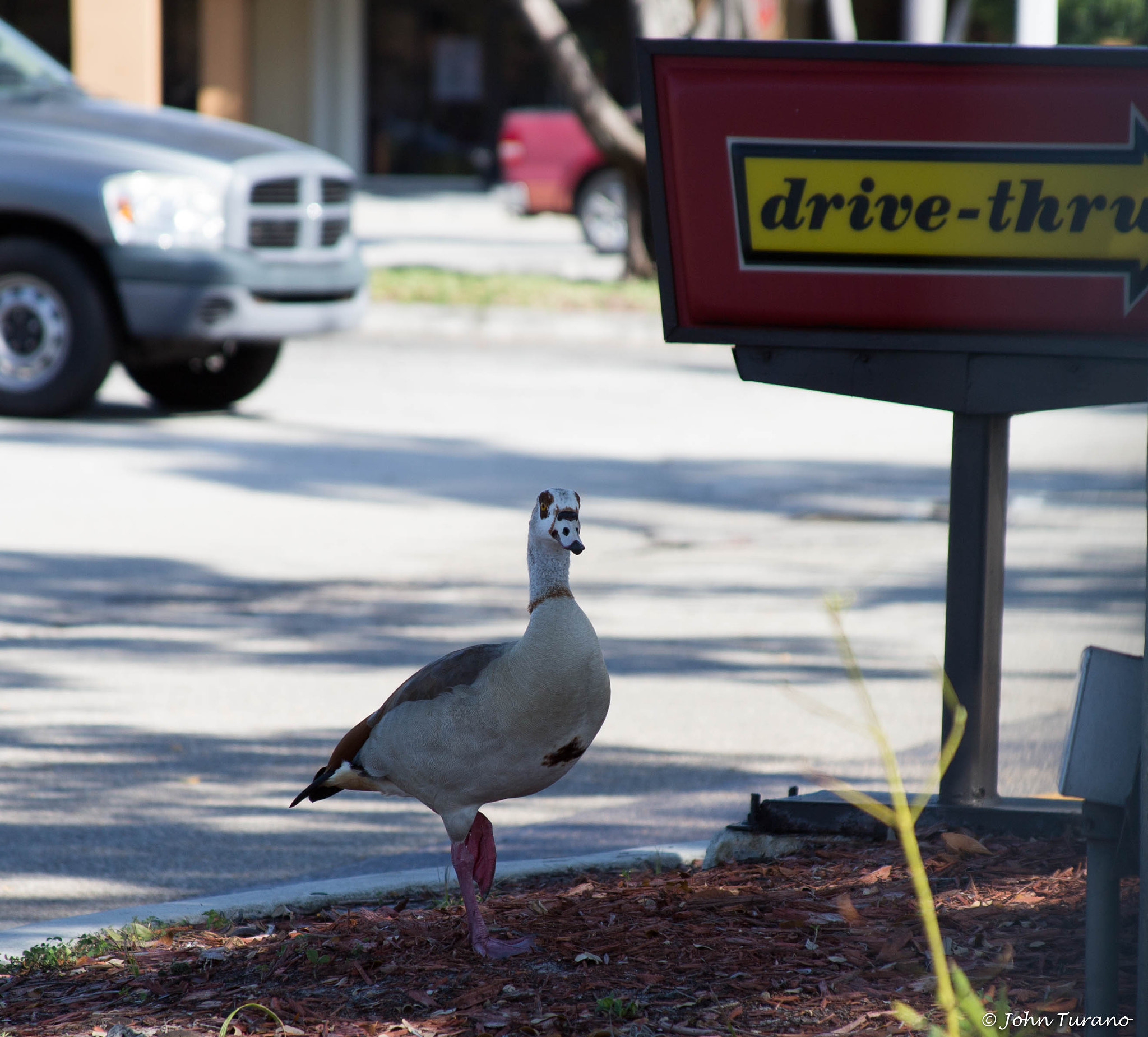 Canon EF 28-135mm F3.5-5.6 IS USM sample photo. At the drive thru photography