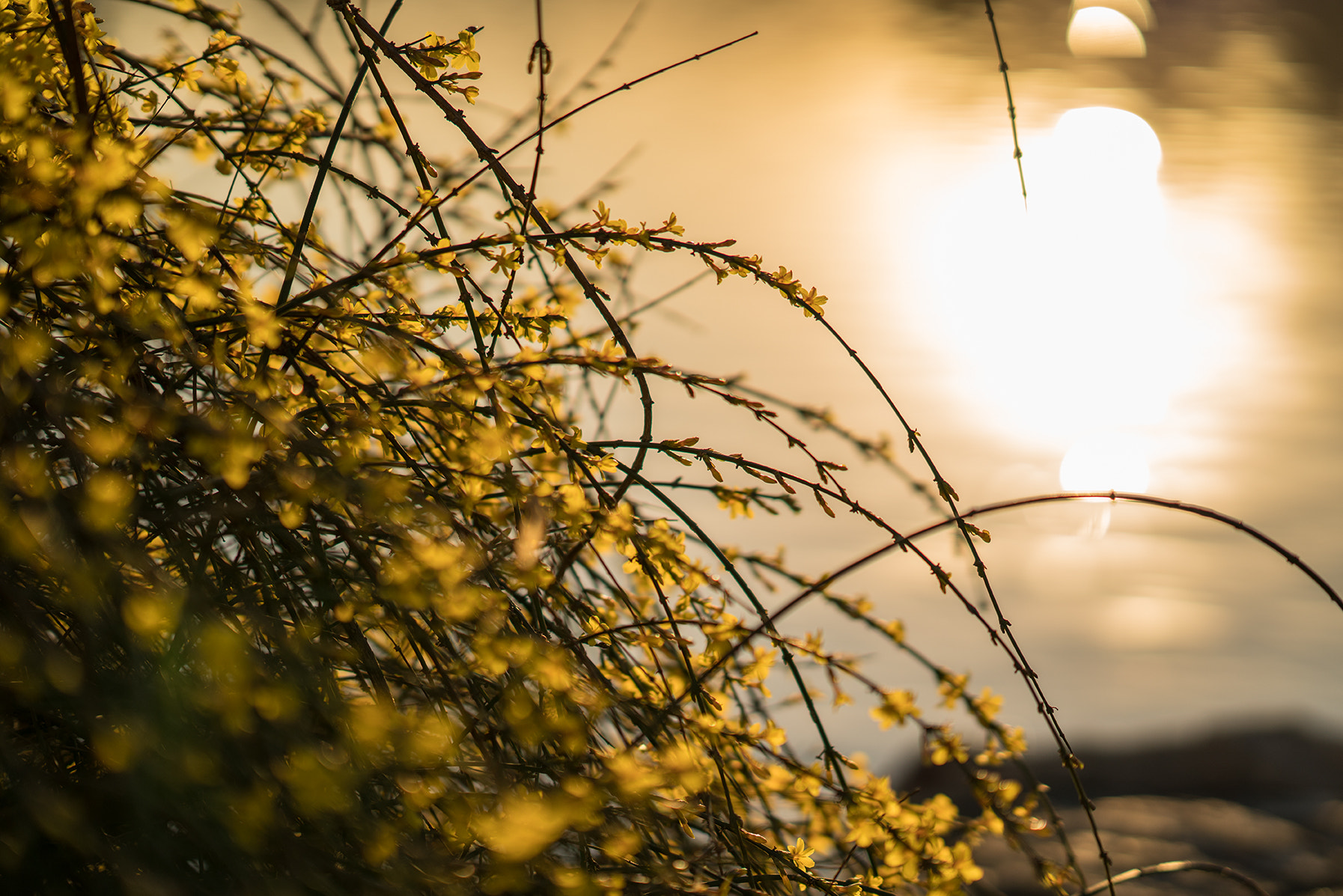 Sony FE 85mm F1.4 GM sample photo. Sunset photography