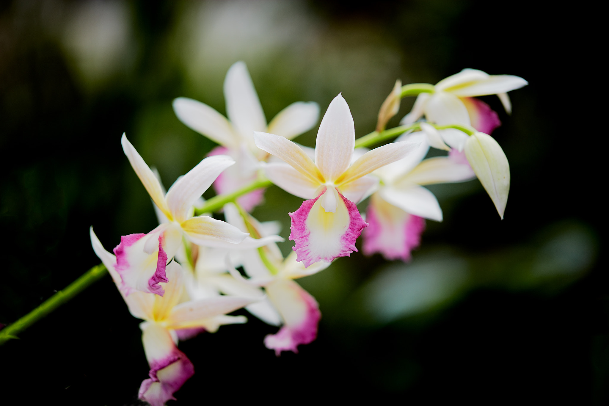 Canon EOS 5DS R + Canon EF 100mm F2.8L Macro IS USM sample photo. Orchid photography