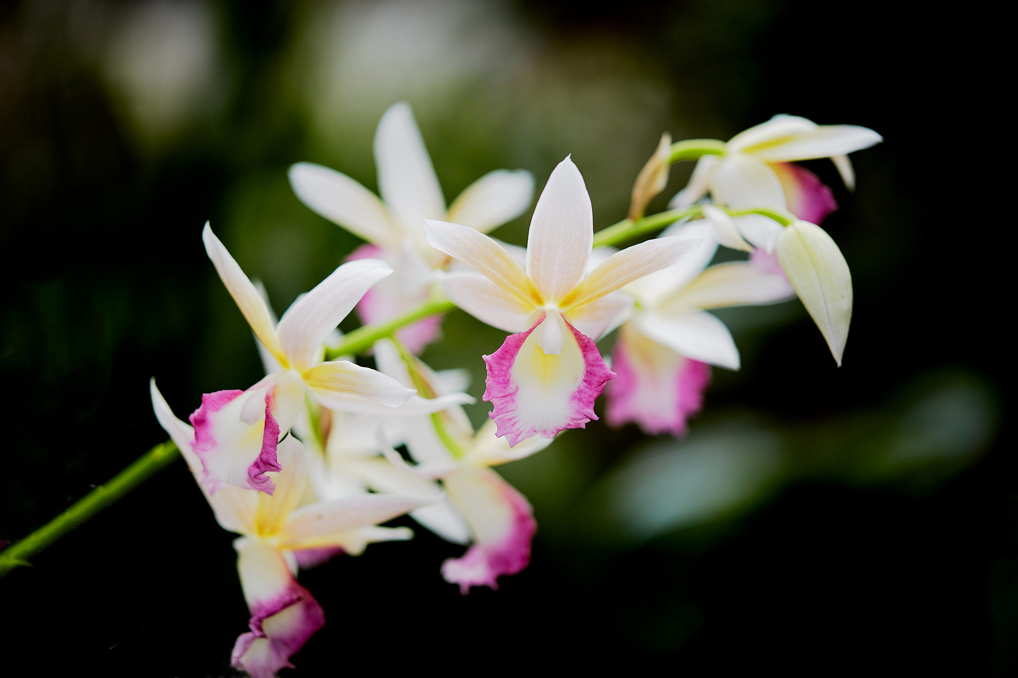 Canon EF 100mm F2.8L Macro IS USM sample photo. Orchid photography
