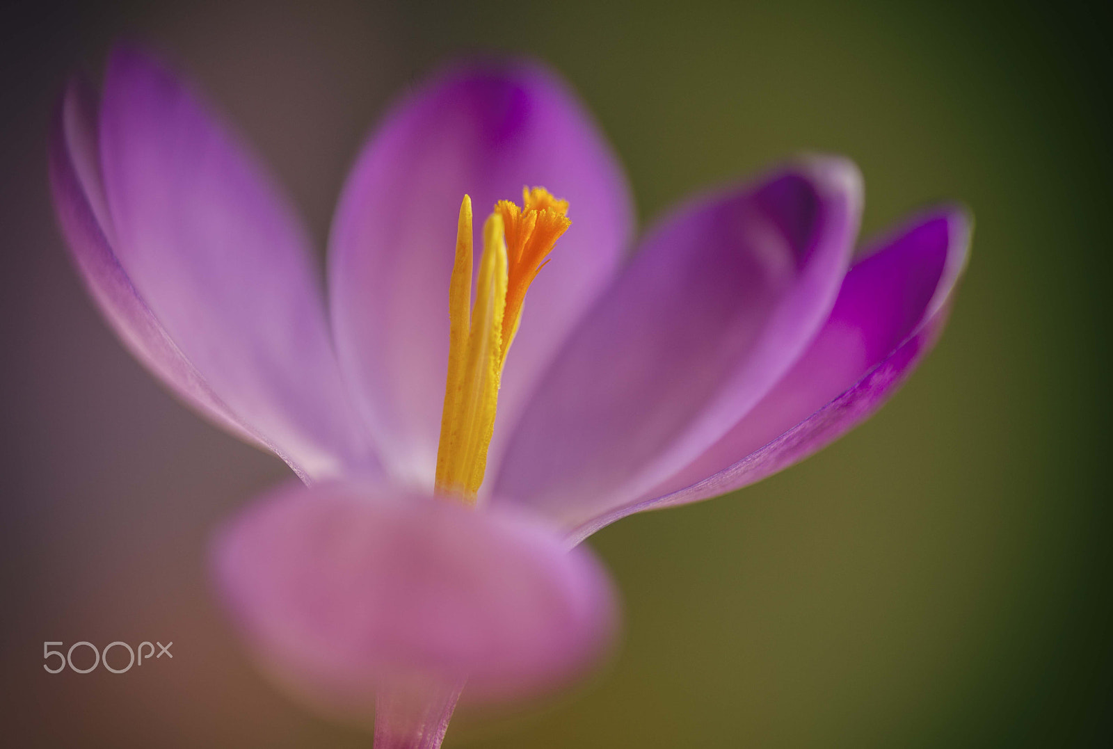 Tokina AT-X Pro 100mm F2.8 Macro sample photo. Crucus photography