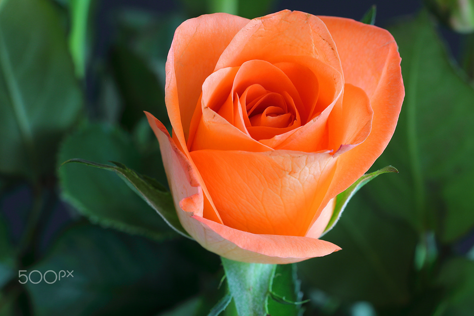 Canon EF 100mm F2.8 Macro USM sample photo. Orange rose photography