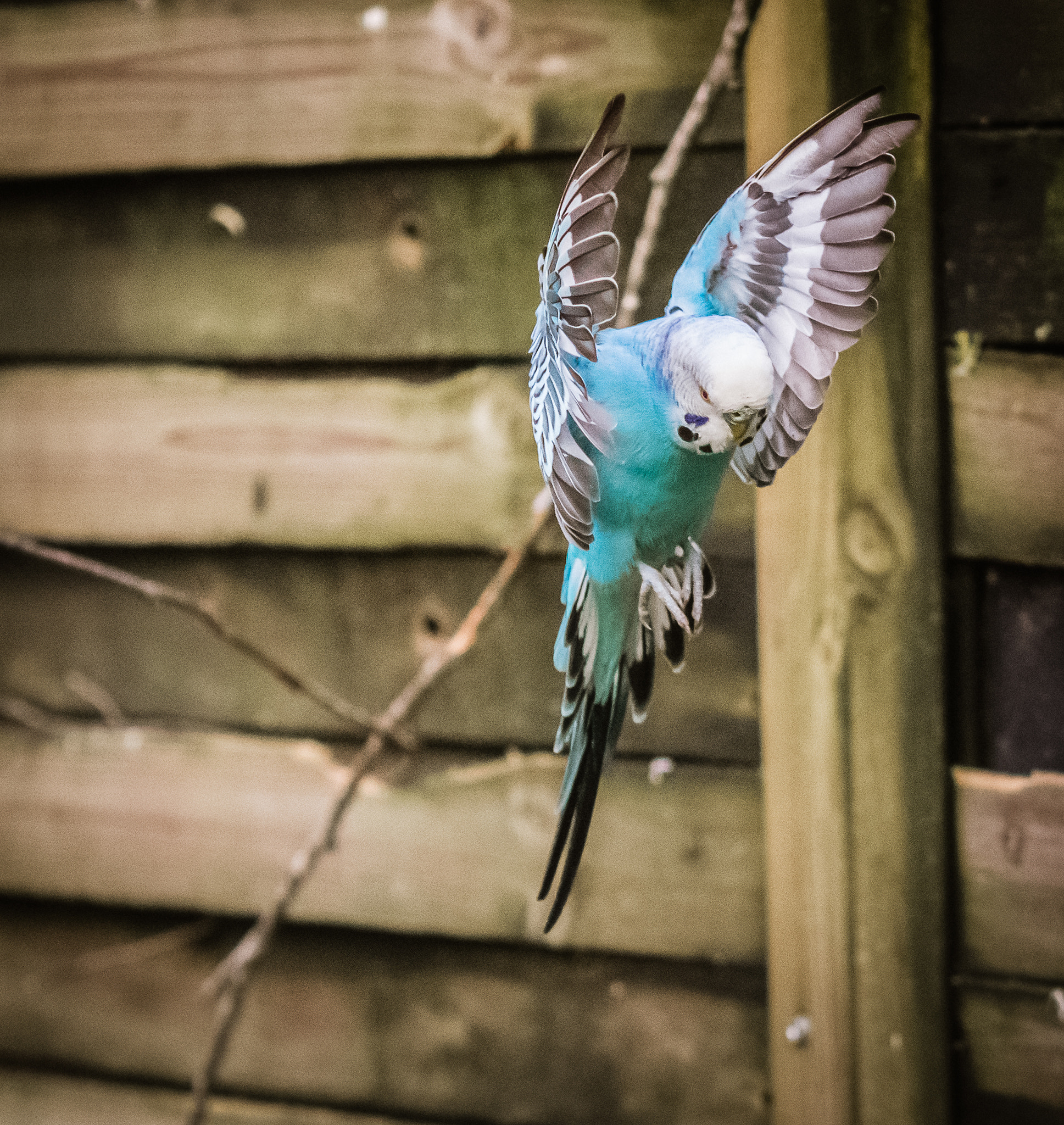 Nikon AF-S Micro-Nikkor 60mm F2.8G ED sample photo. Parakeet in flight photography