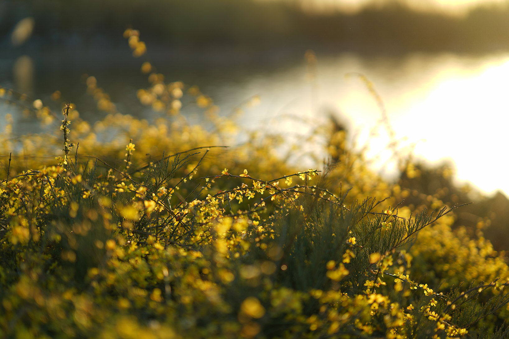 Sony FE 85mm F1.4 GM sample photo. Sunset photography