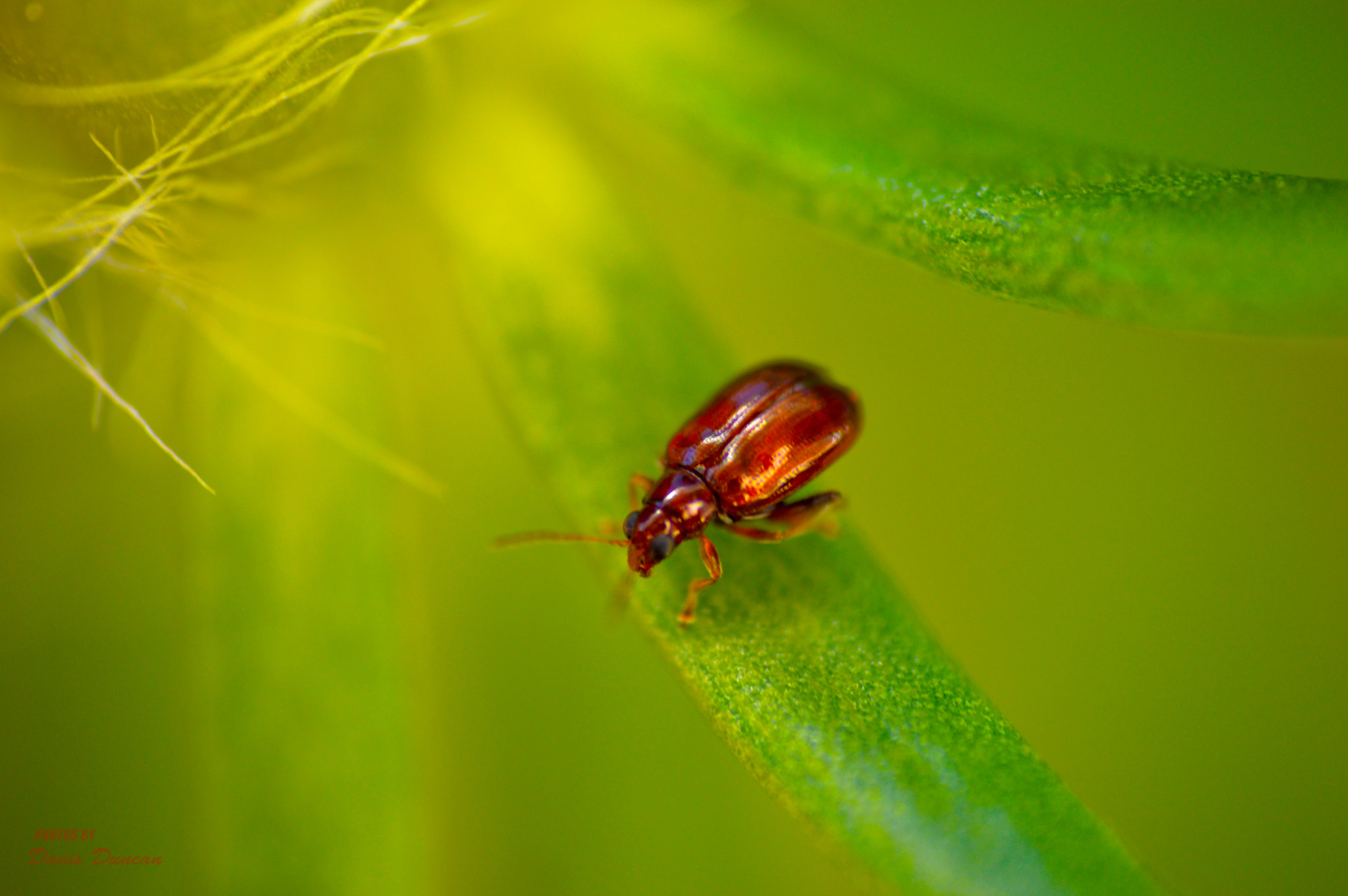 Nikon D3200 sample photo. Escarabajo @ costa rica photography