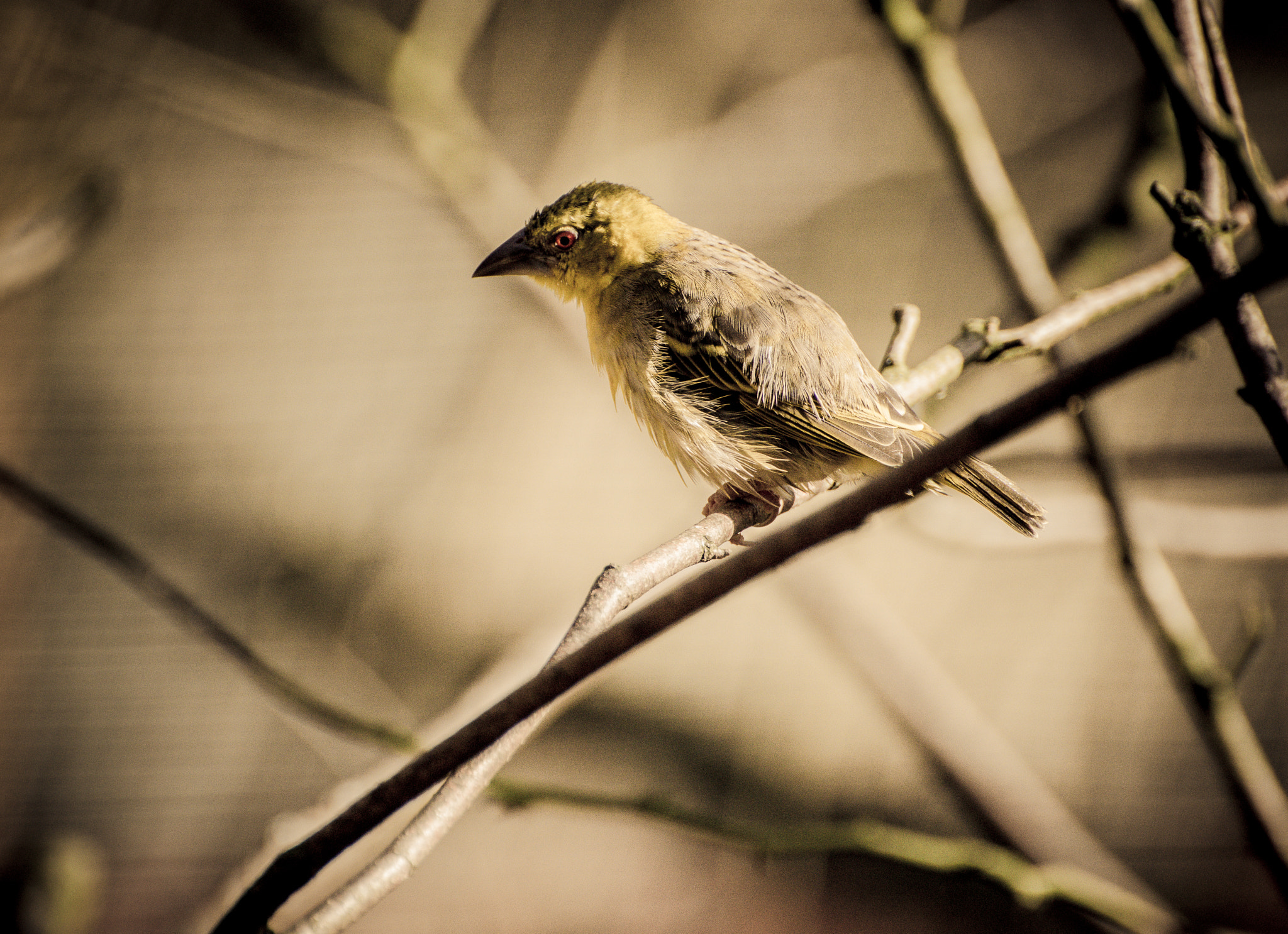 Nikon D7200 sample photo. Gold plume photography