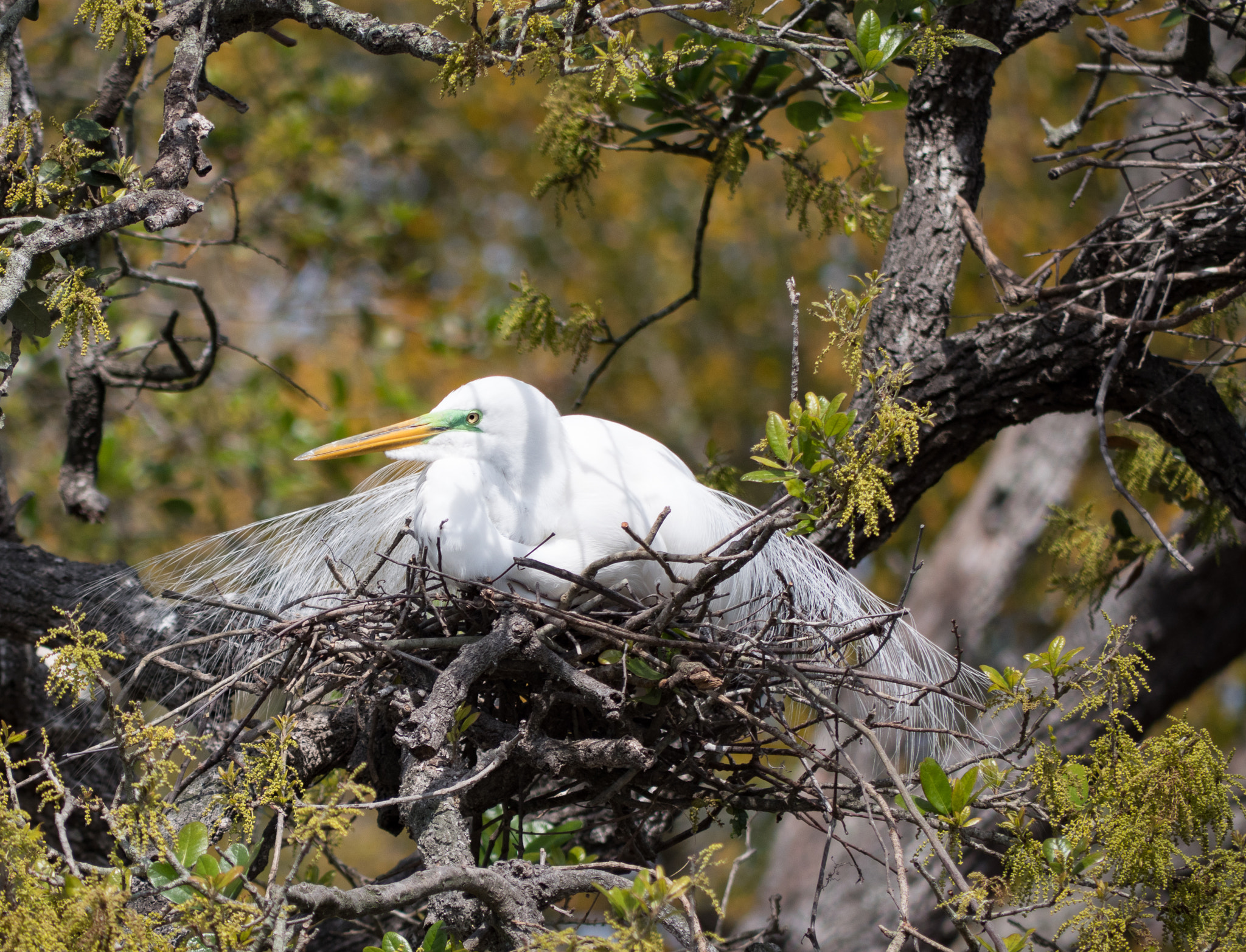 Panasonic Lumix G Vario 45-200mm F4-5.6 OIS sample photo. Spring nesting photography