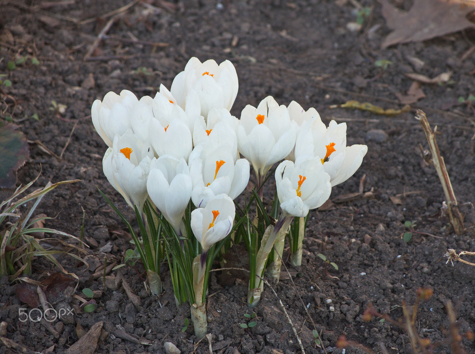 Nikon Coolpix P7800 sample photo. The first flowers photography