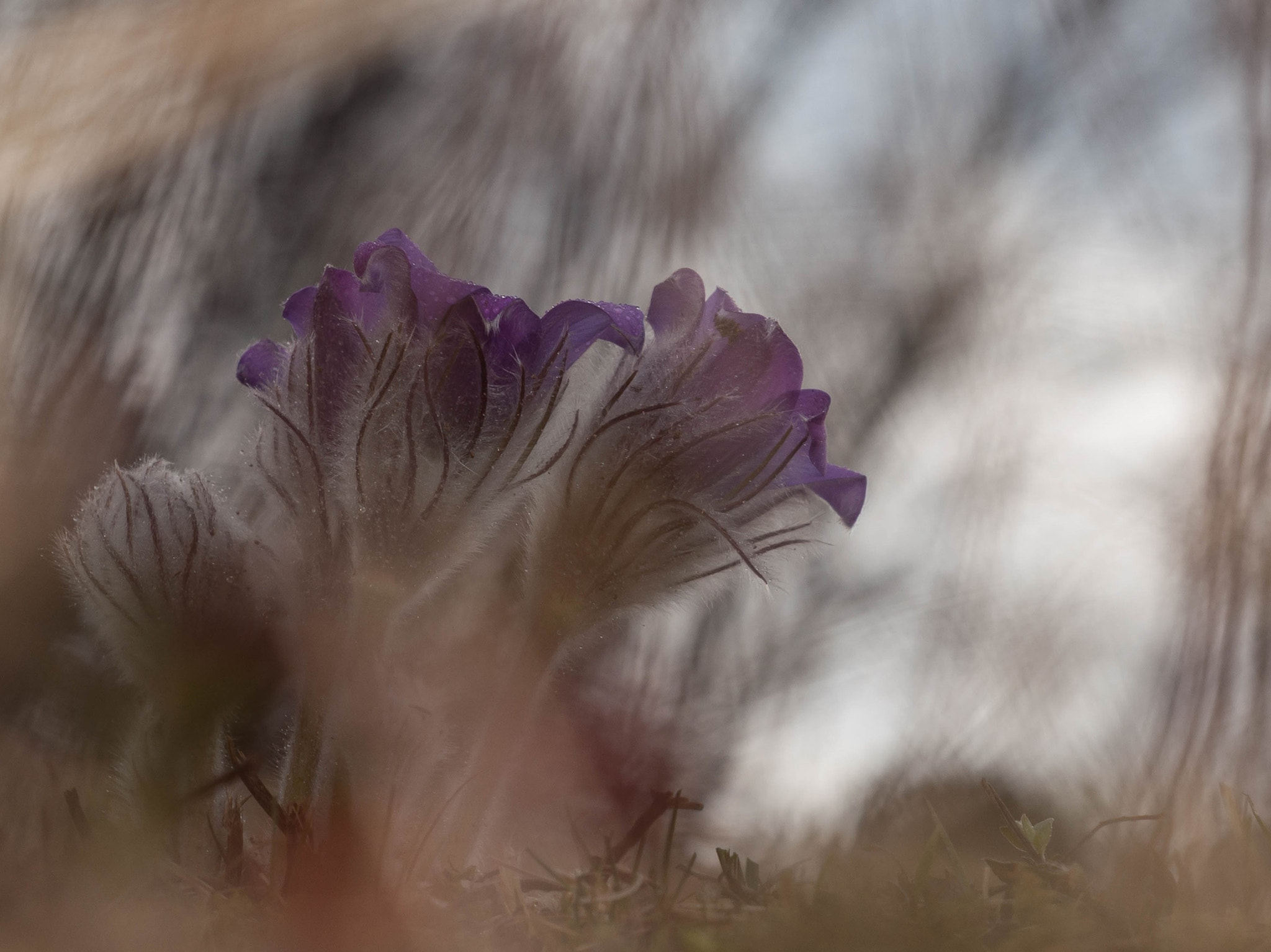 Olympus Zuiko Digital ED 40-150mm F4.0-5.6 sample photo. Pulsatilla grandis photography