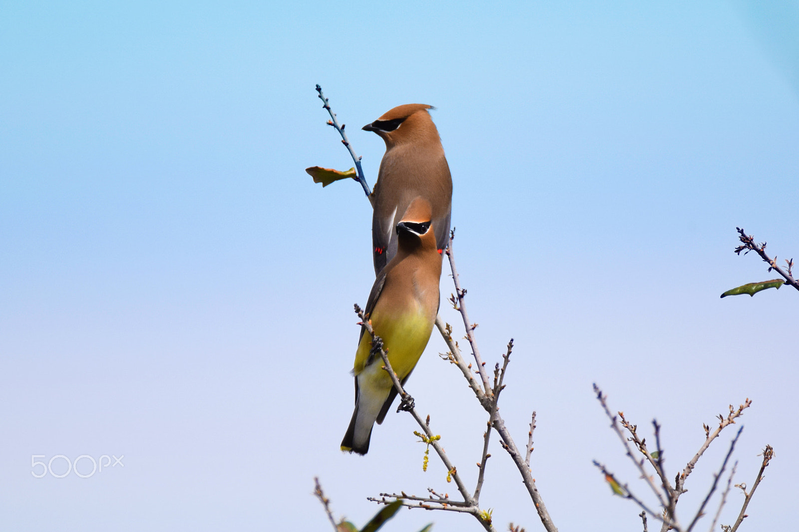 Nikon D5300 sample photo. Waxwings back to back photography