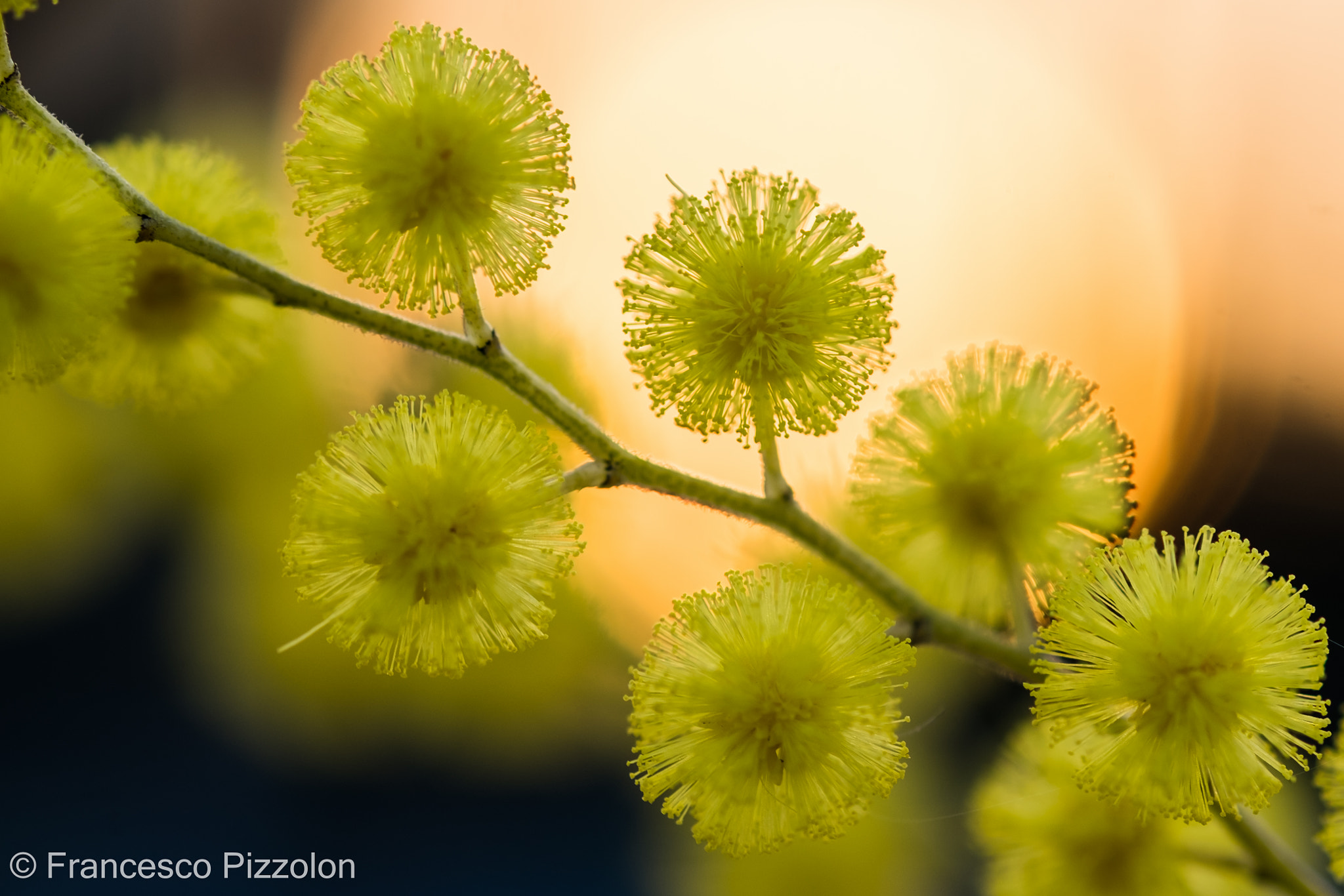 Fujifilm X-T10 + Fujifilm XF 60mm F2.4 R Macro sample photo. Mimosa photography