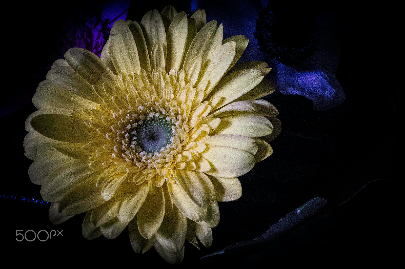 Sony SLT-A57 + Sony DT 30mm F2.8 Macro SAM sample photo. Yellow flower ! photography