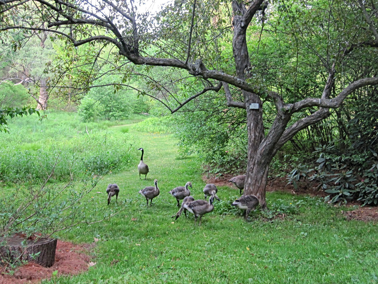 Canon PowerShot SD780 IS (Digital IXUS 100 IS / IXY Digital 210 IS) sample photo. Goose photography