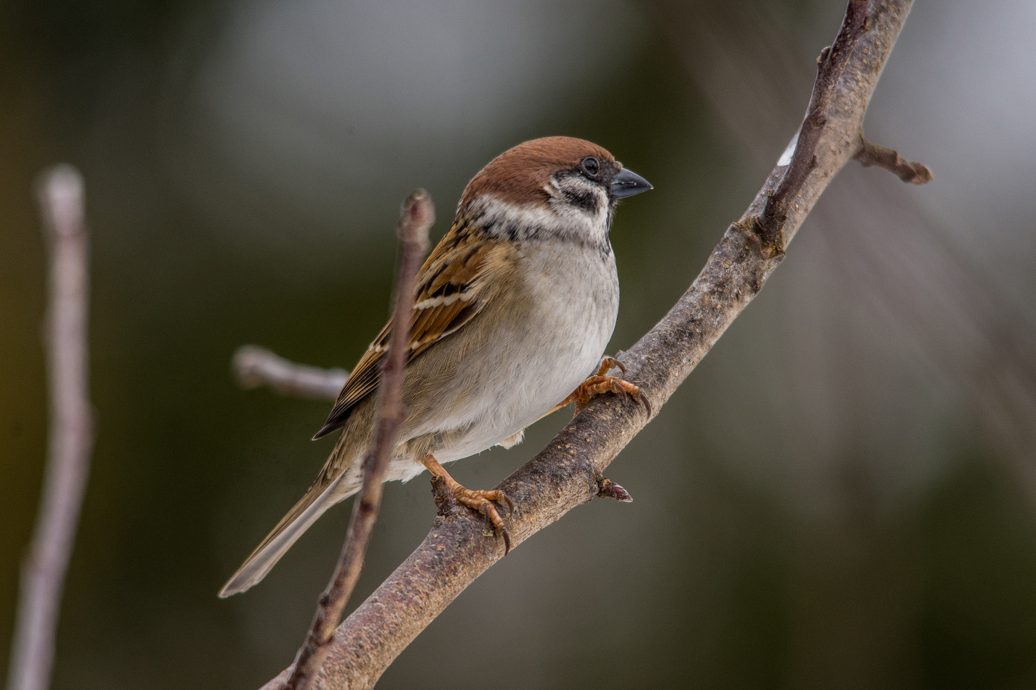 Sigma 150-500mm F5-6.3 DG OS HSM sample photo. Eurasian tree sparrow photography