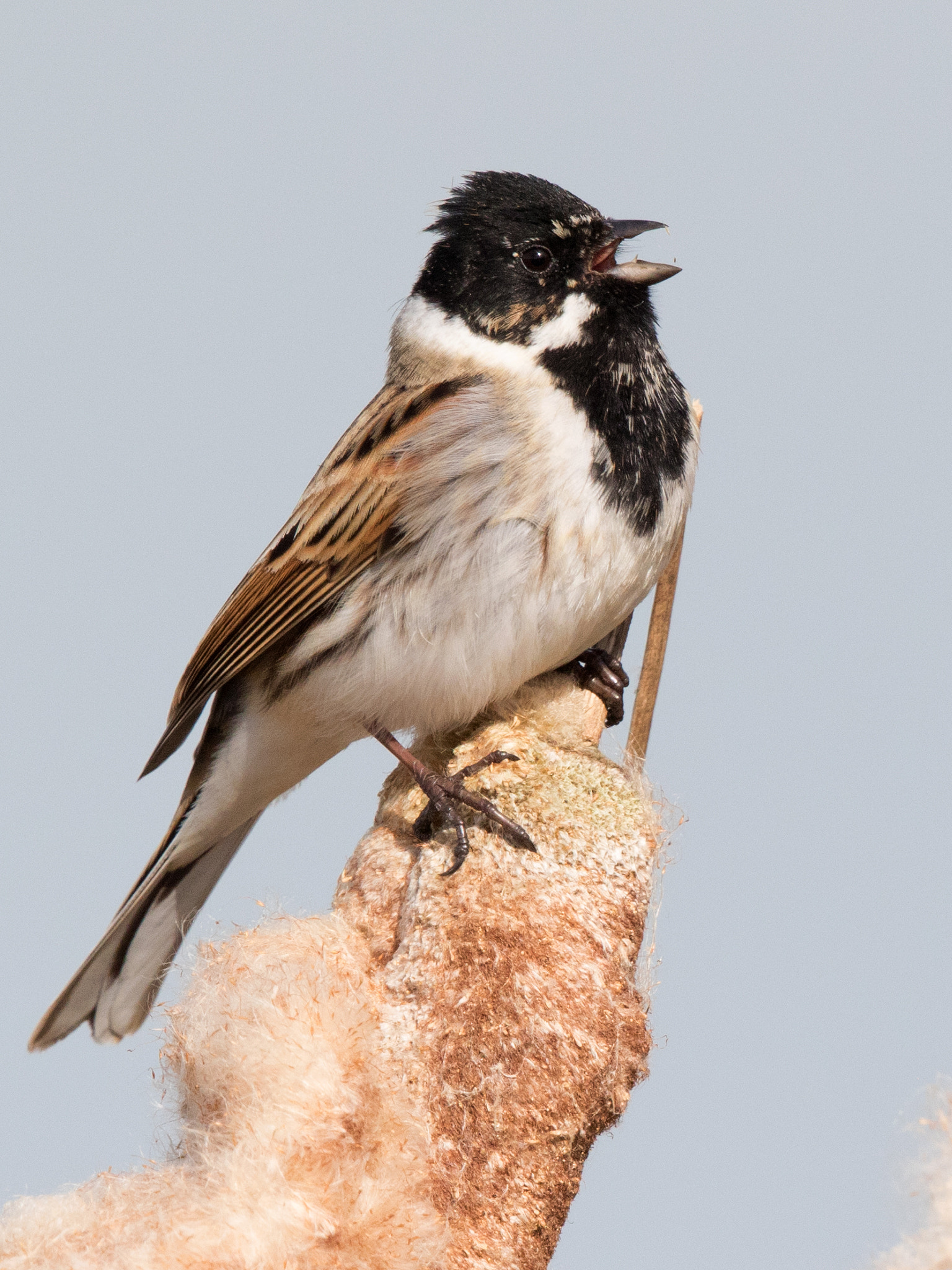 Canon EF 500mm F4L IS II USM sample photo. Spring song photography