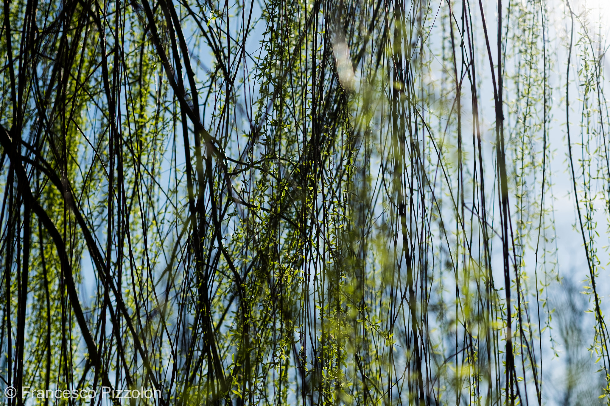 Fujifilm X-T10 + Fujifilm XF 60mm F2.4 R Macro sample photo. Green texture photography