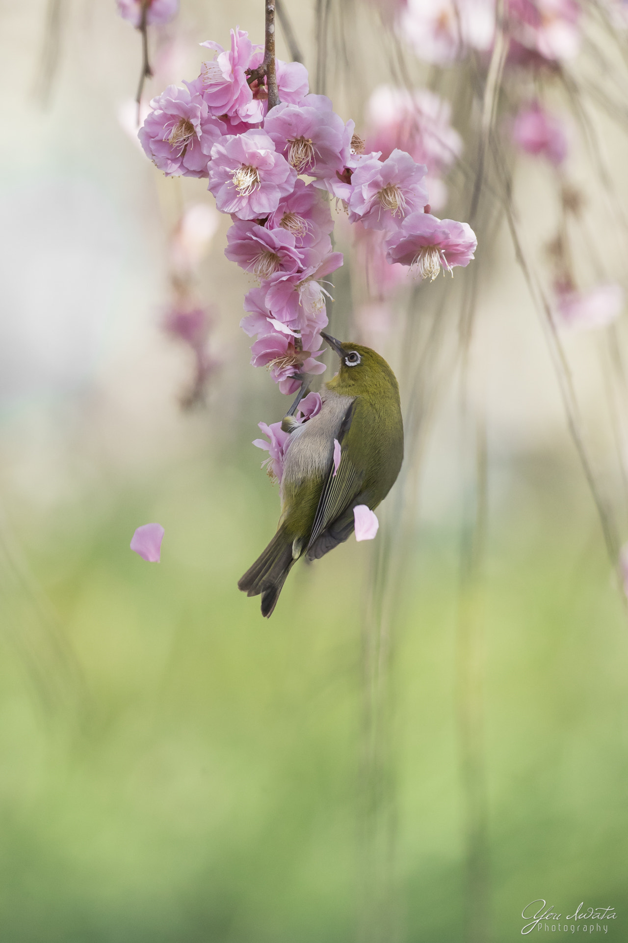 Canon EOS-1D X Mark II sample photo. Fairy tail photography