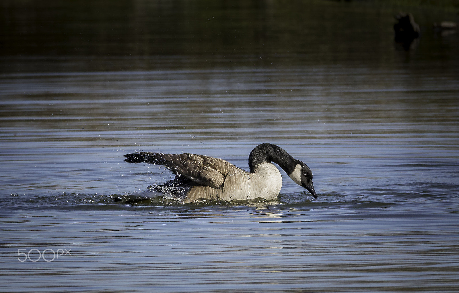 150-600mm F5-6.3 DG OS HSM | Contemporary 015 sample photo. A goose photography