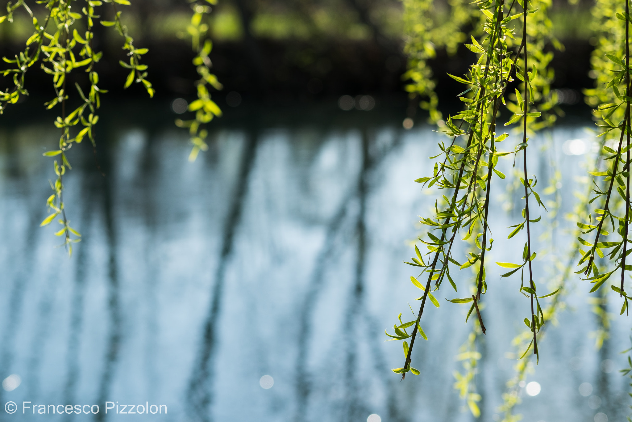 Fujifilm X-T10 + Fujifilm XF 60mm F2.4 R Macro sample photo. Tree photography