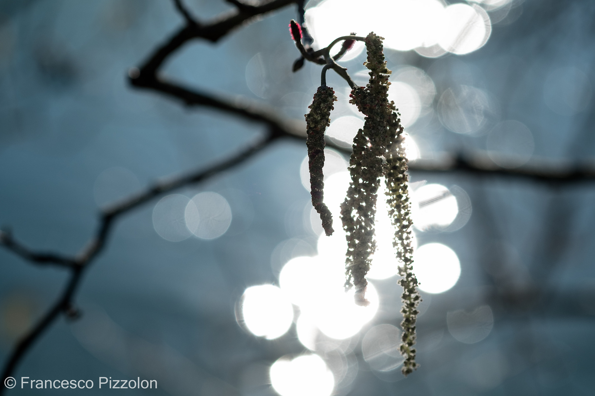 Fujifilm X-T10 + Fujifilm XF 60mm F2.4 R Macro sample photo. Water bokeh photography