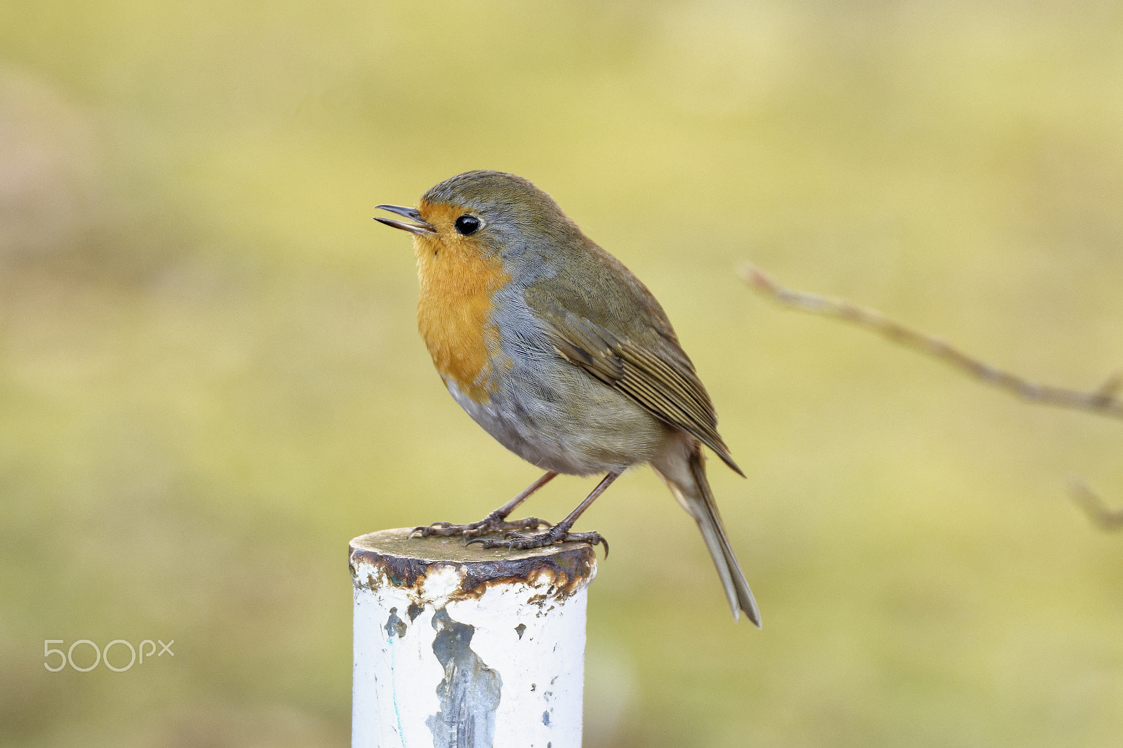 Sigma 50-500mm F4.5-6.3 DG OS HSM sample photo. A singing robin photography