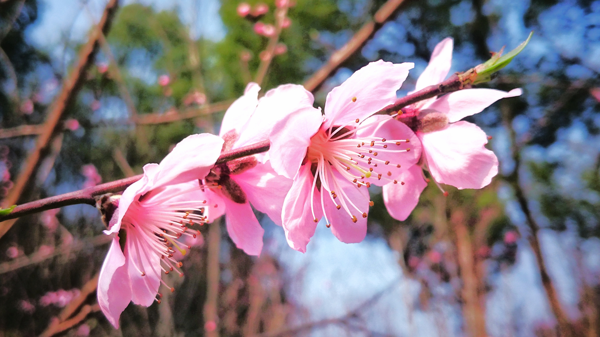 Sony Xperia Z3+ sample photo