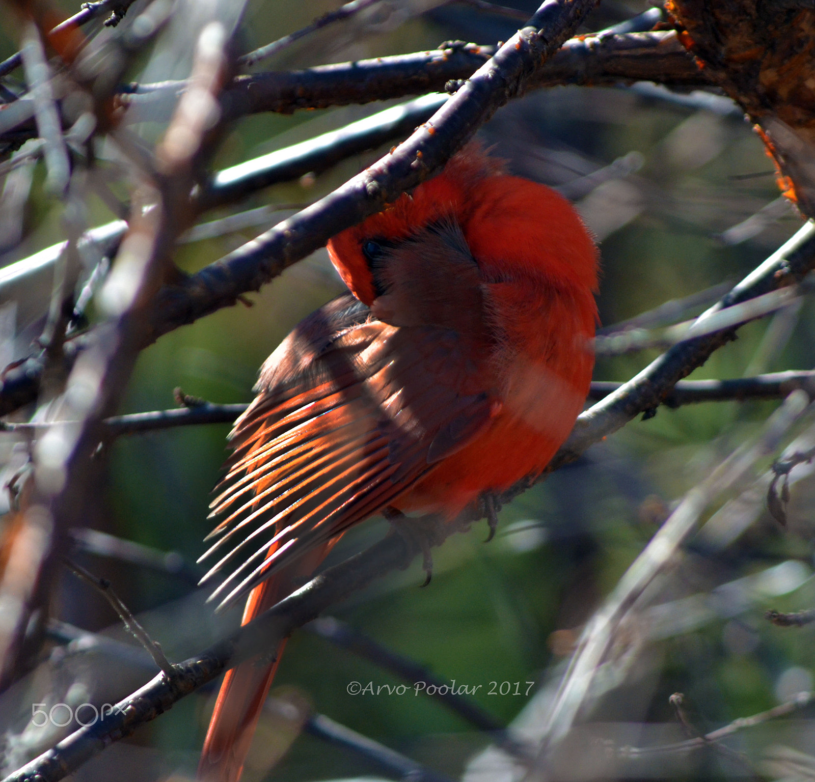 Nikkor 500mm f/4 P ED IF sample photo. Northern cardinal (male) photography