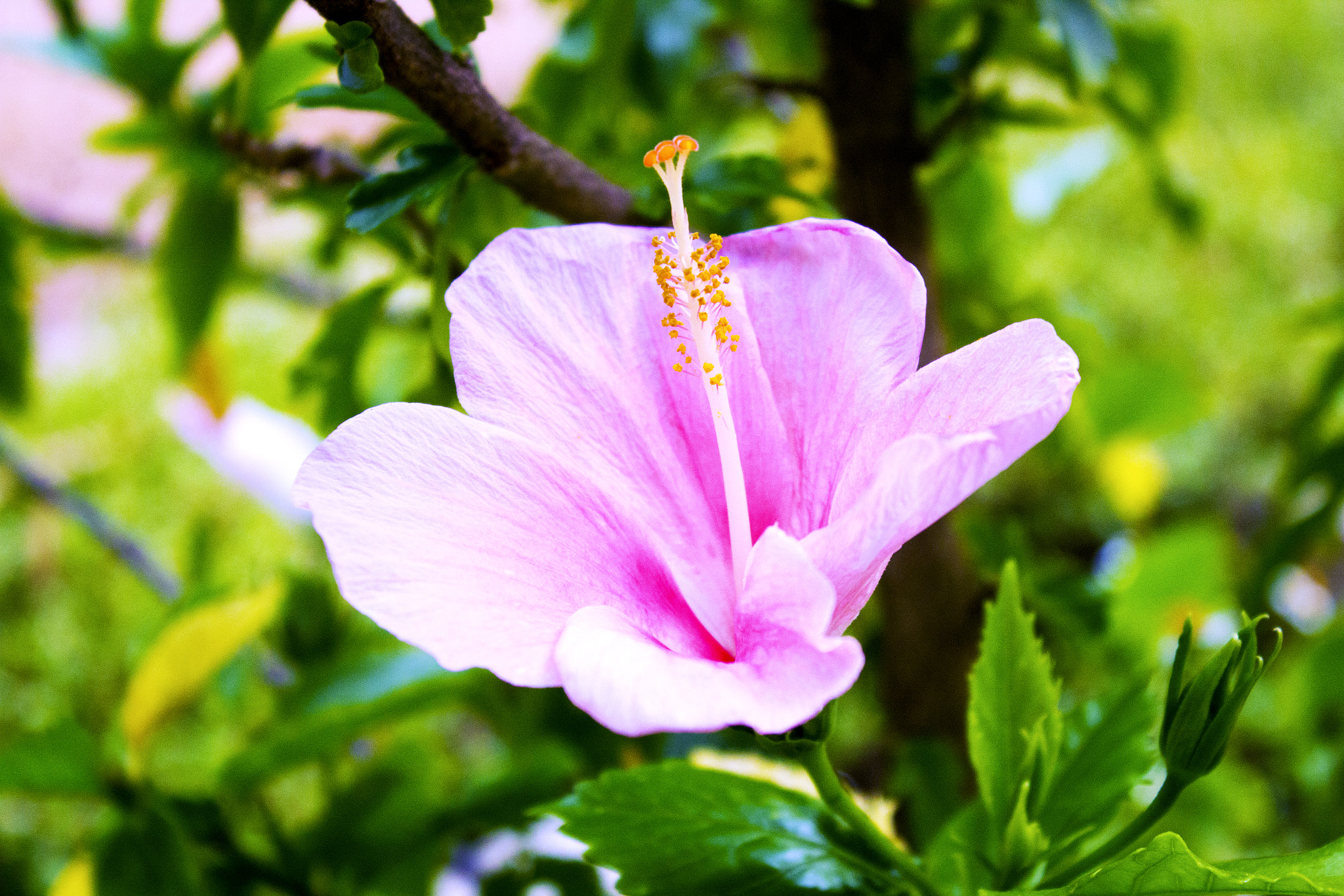 Canon EOS 550D (EOS Rebel T2i / EOS Kiss X4) sample photo. Hibiscus rosa-sinensis photography