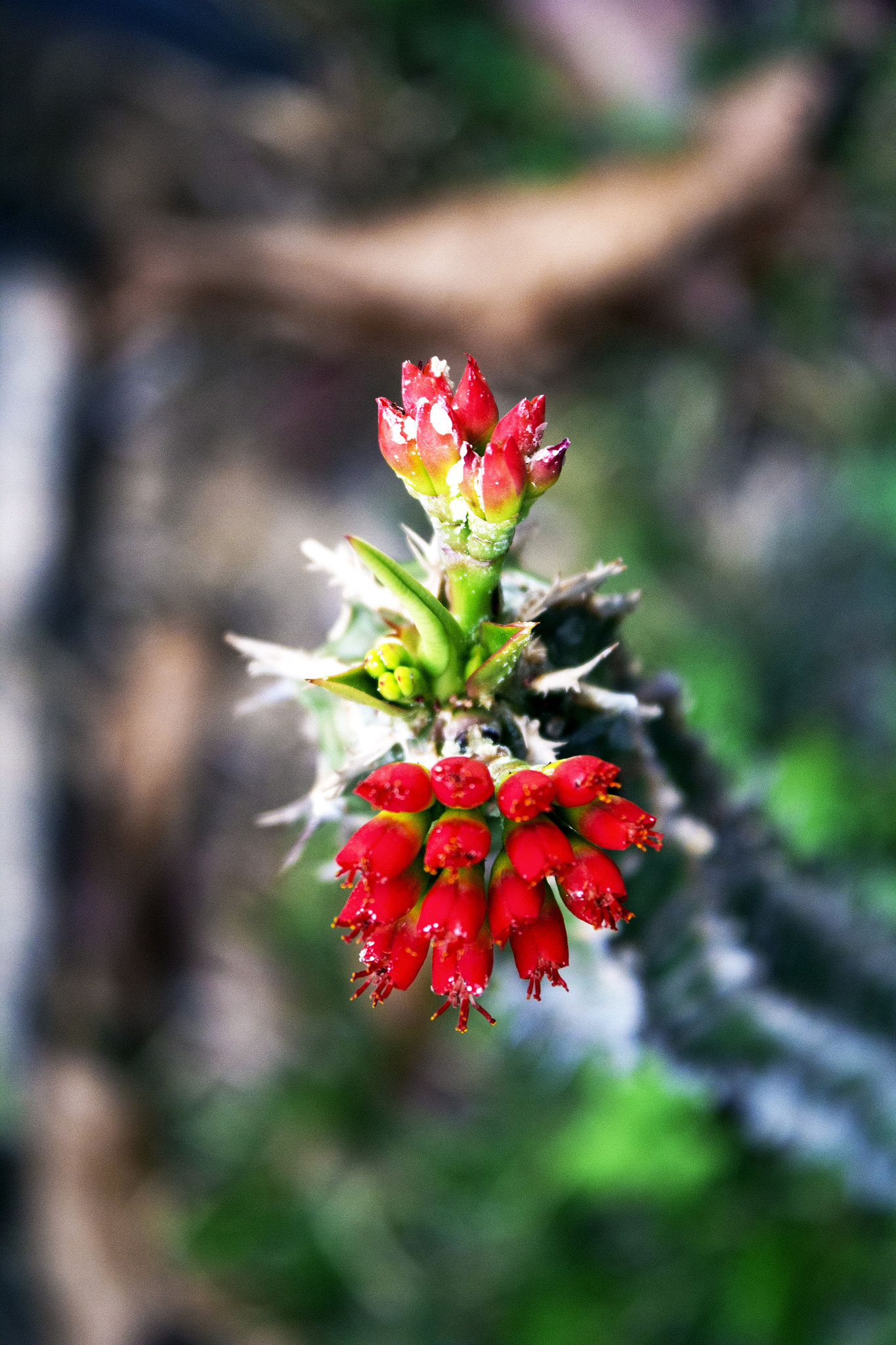 Canon EOS 550D (EOS Rebel T2i / EOS Kiss X4) sample photo. Euphorbia milii photography