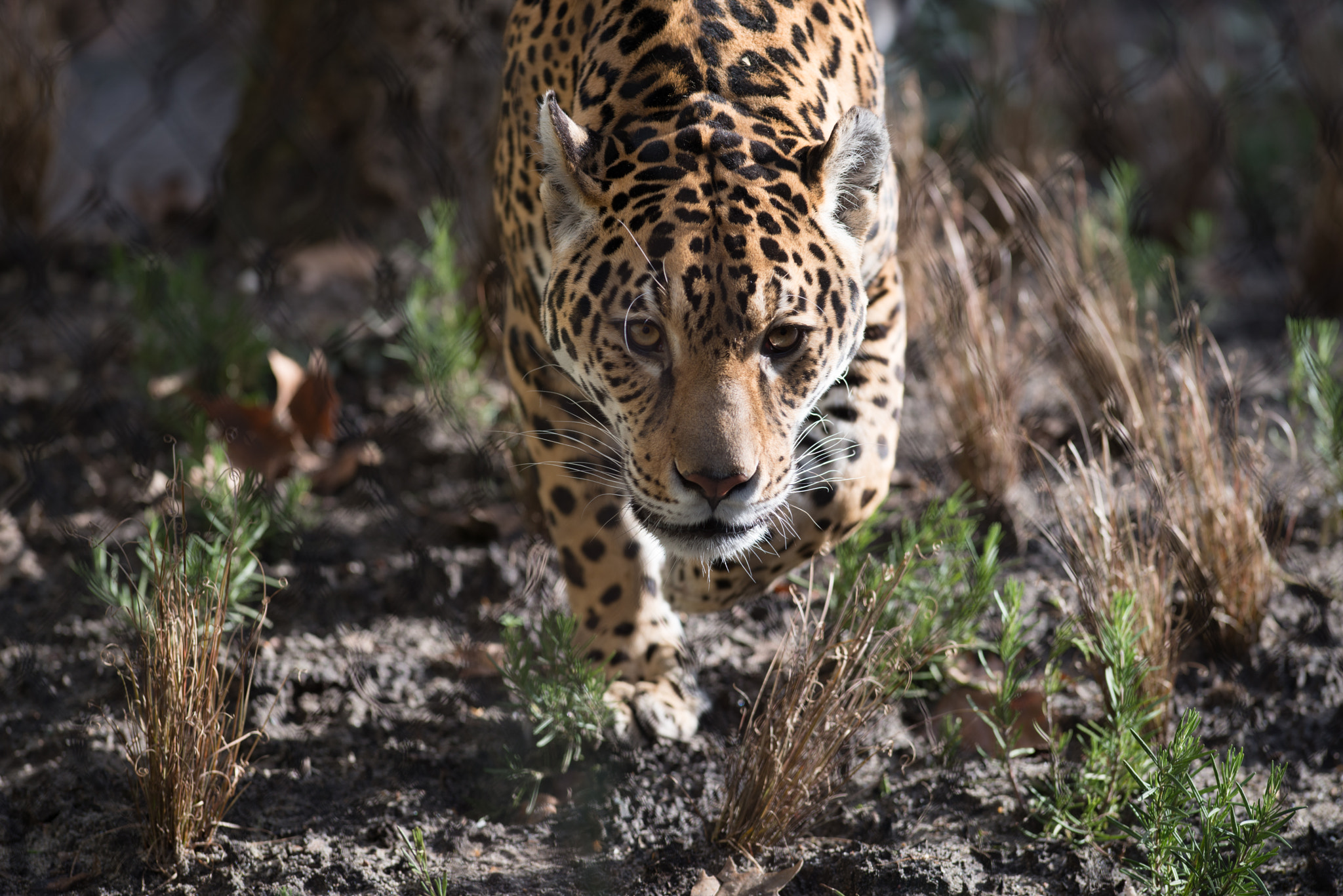 Nikon AF-S Nikkor 300mm F2.8G ED VR II sample photo. Jaguar photography