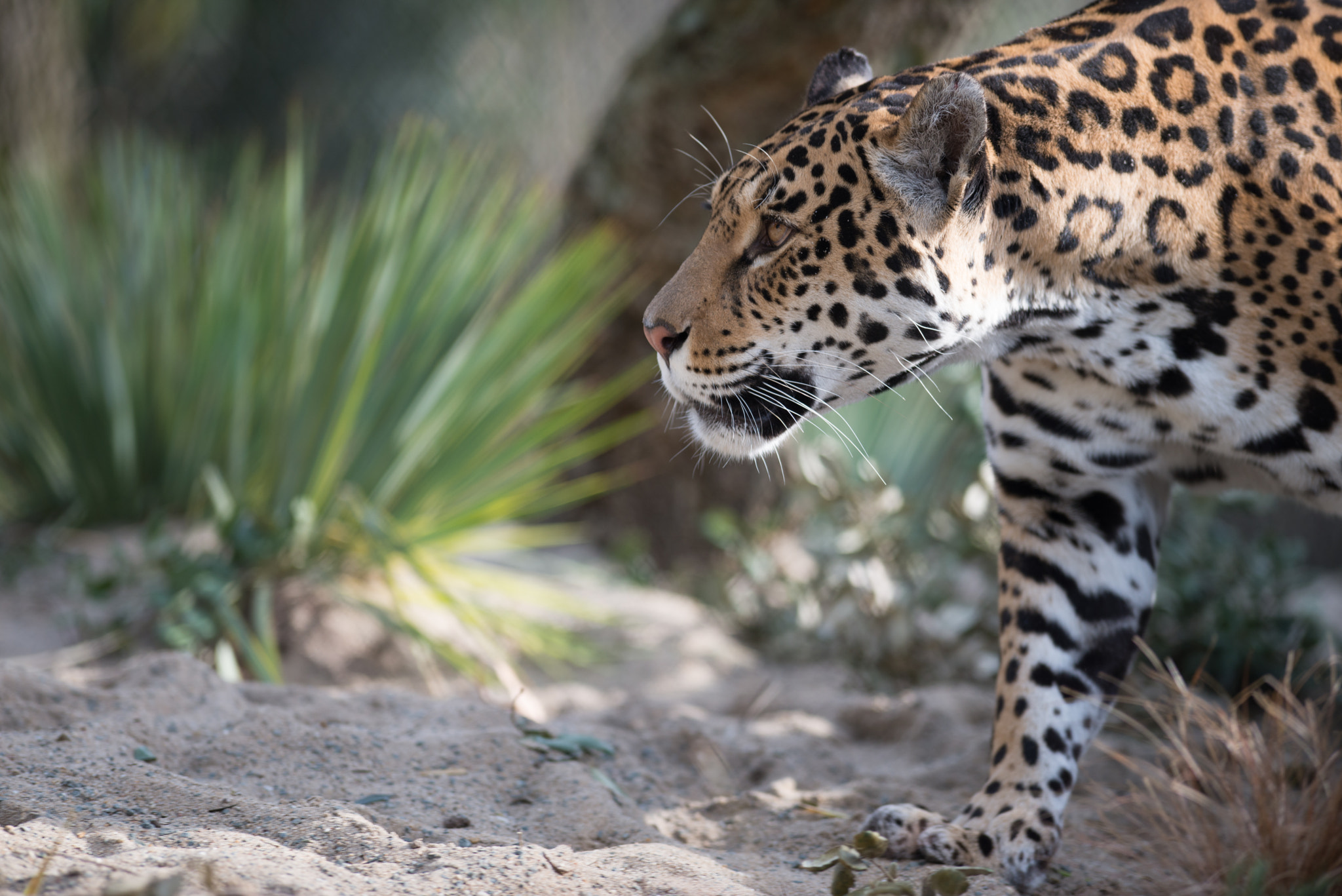 Nikon AF-S Nikkor 300mm F2.8G ED VR II sample photo. Jaguar photography