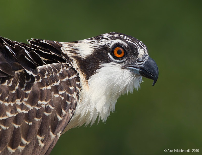 Canon EF 500mm F4L IS USM sample photo. Osprey photography
