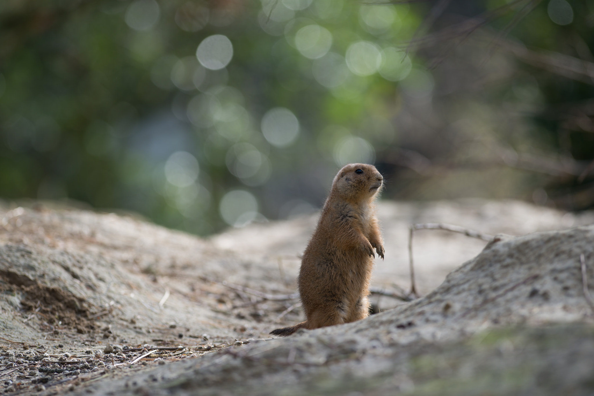 Nikon AF-S Nikkor 300mm F2.8G ED VR II sample photo. Black-tailed prairie dog photography