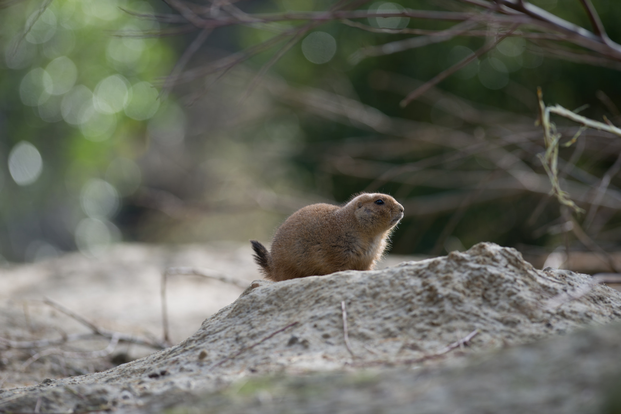 Nikon AF-S Nikkor 300mm F2.8G ED VR II sample photo. Black-tailed prairie dog photography