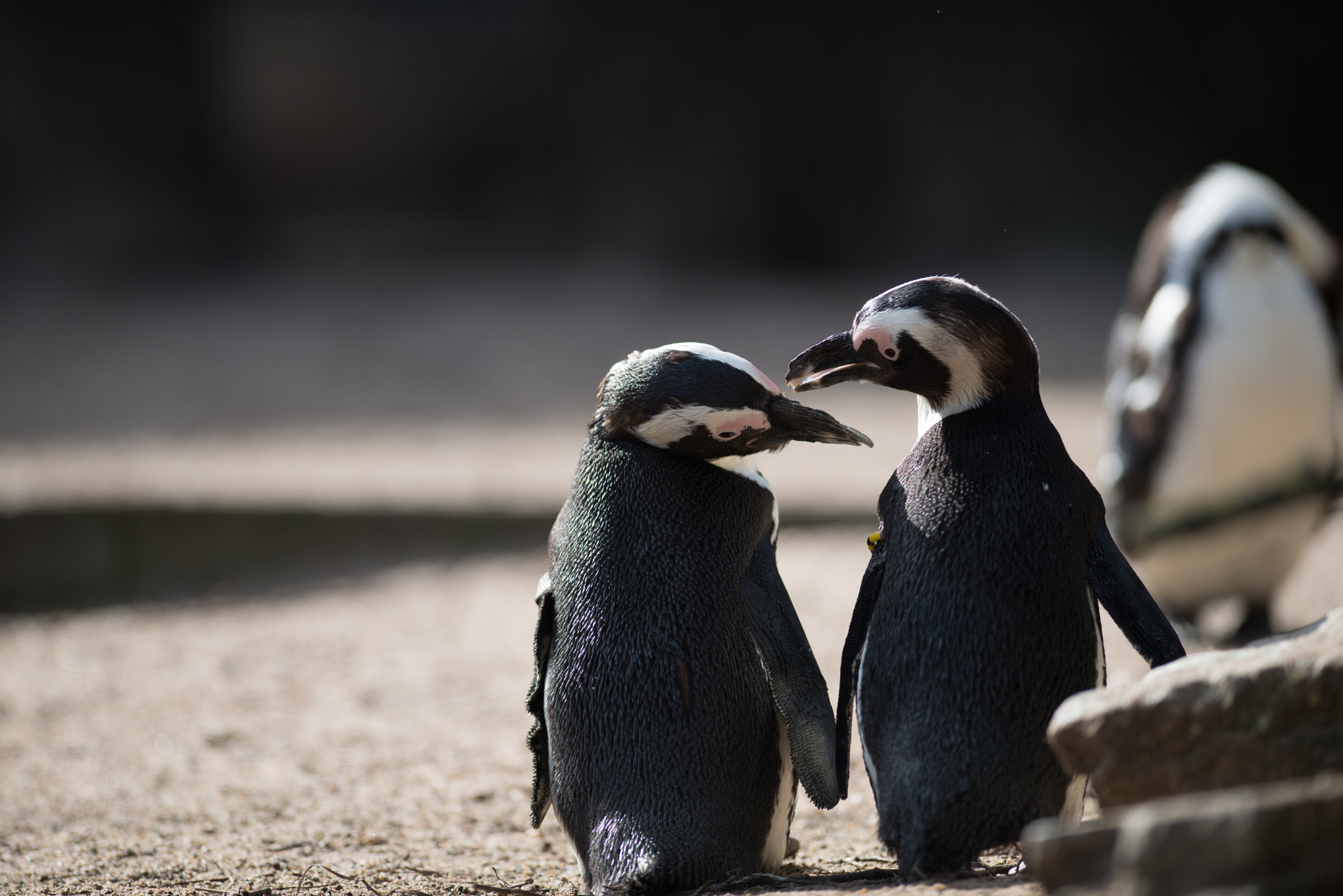 Nikon D800E + Nikon AF-S Nikkor 300mm F2.8G ED VR II sample photo. African penguin photography